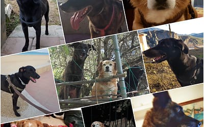 Every Dog Deserves a Home – It’s Not All About Business