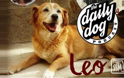 My Pup Leo on The Daily Dog Podcast