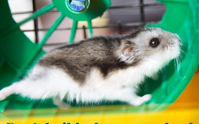 Don't Build a Hamster Wheel!
